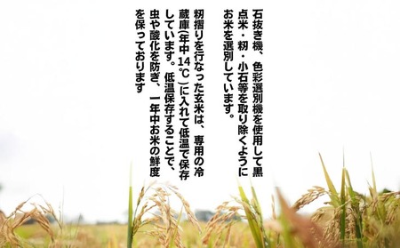 令和7年産新米　淡路島産こしひかり　白米10kg