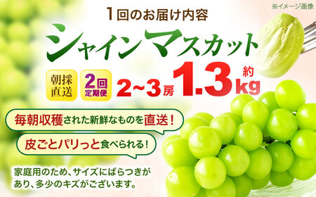 【2回定期便】※【2026年9月より順次発送／先行予約】シャインマスカット 約1.3kg(2房から3房) 家庭用 / フルーツ フルーツ定期便 果物 果物定期便 ぶどう マスカット しゃいんますかっと / 諫早市 / 肥前グローカル株式会社[AHDI011]