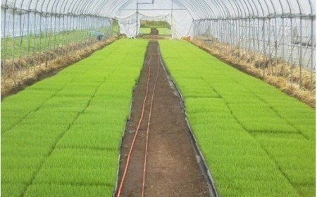 【予約受付】令和8年産・新米 ミルキークイーン 10kg 令和8年産 南小国産 新米 米 白米 玄米 玄米対応 お米 ご飯 ごはん 冷めてもおいしい ASO小国ファーム 熊本 南小国町 送料無料