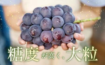 【先行予約】 宝玉農園 ピオーネ 5房～7房 （約3kg） 【2026年8月下旬～9月上旬より順次発送予定】