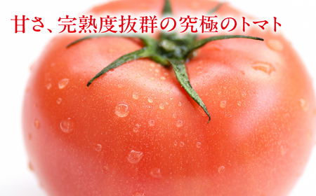 先行予約（2026年7月上旬頃から順次発送）甘熟トマト 麗月 Lサイズ 4kg【119-4】