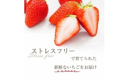 【2027年1月～発送予定】いちご 古都華 約250g×4パック