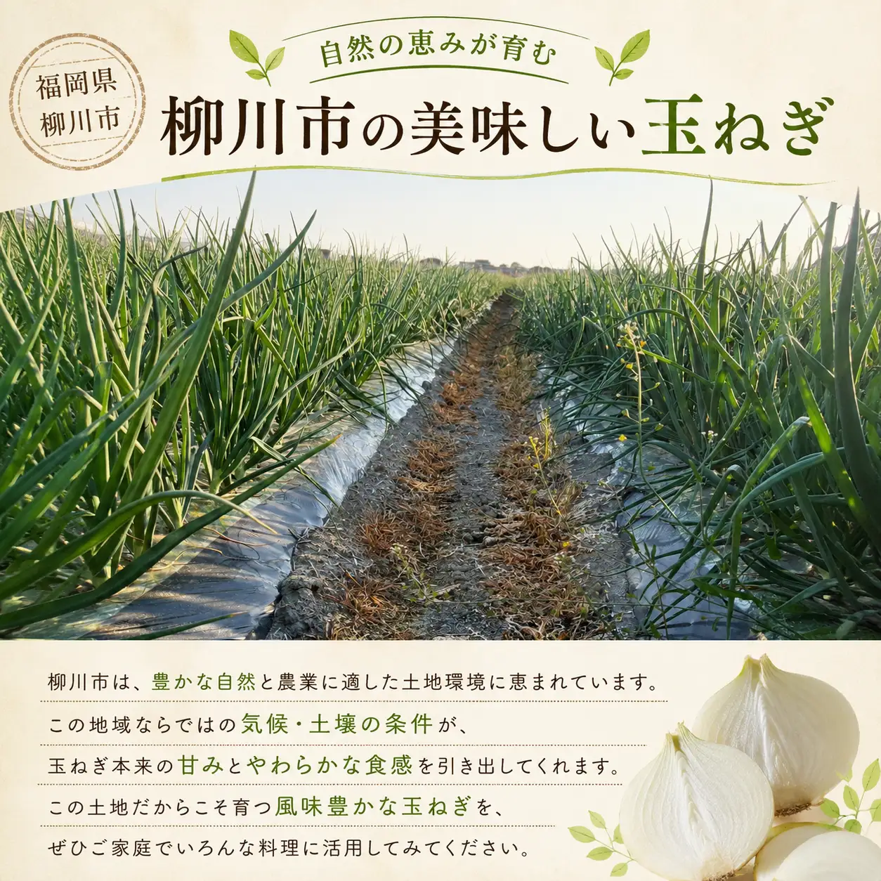 【先行予約】玉ねぎ 10kg | 玉ねぎ