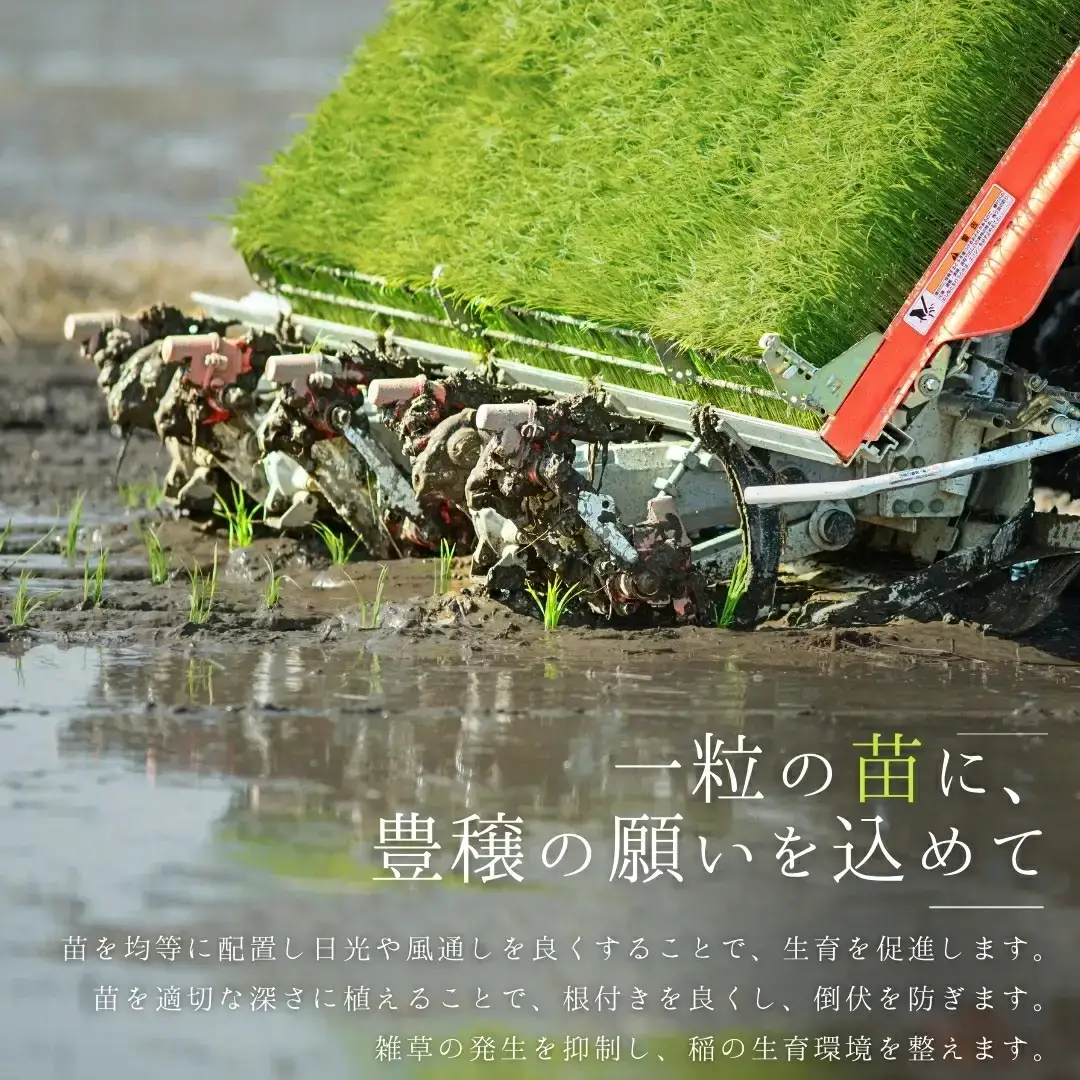 新潟県産こしいぶき 4kg（2kg×2） 1等米 2025年産 三条市保内産 精米 白米 令和7年産 米 【014S165】