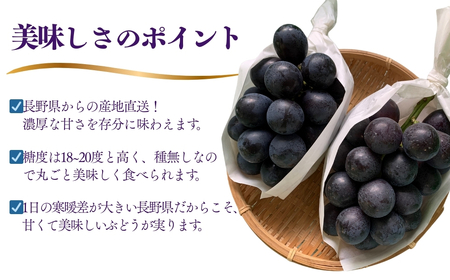 【2026年先行予約】ナガノパープル  400g以上(1房) ｜ ぶどう ぶどう