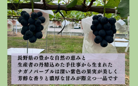 【2026年先行予約】ナガノパープル 900g以上（2房）｜ぶどう ぶどう