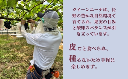 【2026年先行予約】クイーンニーナ 900g以上（2房）｜ぶどう ぶどう