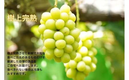 厳選 岡山県産 シャインマスカット 1.0kg以上 2房 【2026年先行予約】 【kgftmt001-02】