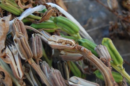 ごま美容オイル「胡麻OIL」 