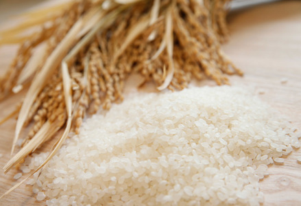 【令和7年産】新潟産 こしいぶき 10kg（5kg×2袋） 白米 精米 米 こめ コメ 1N17027