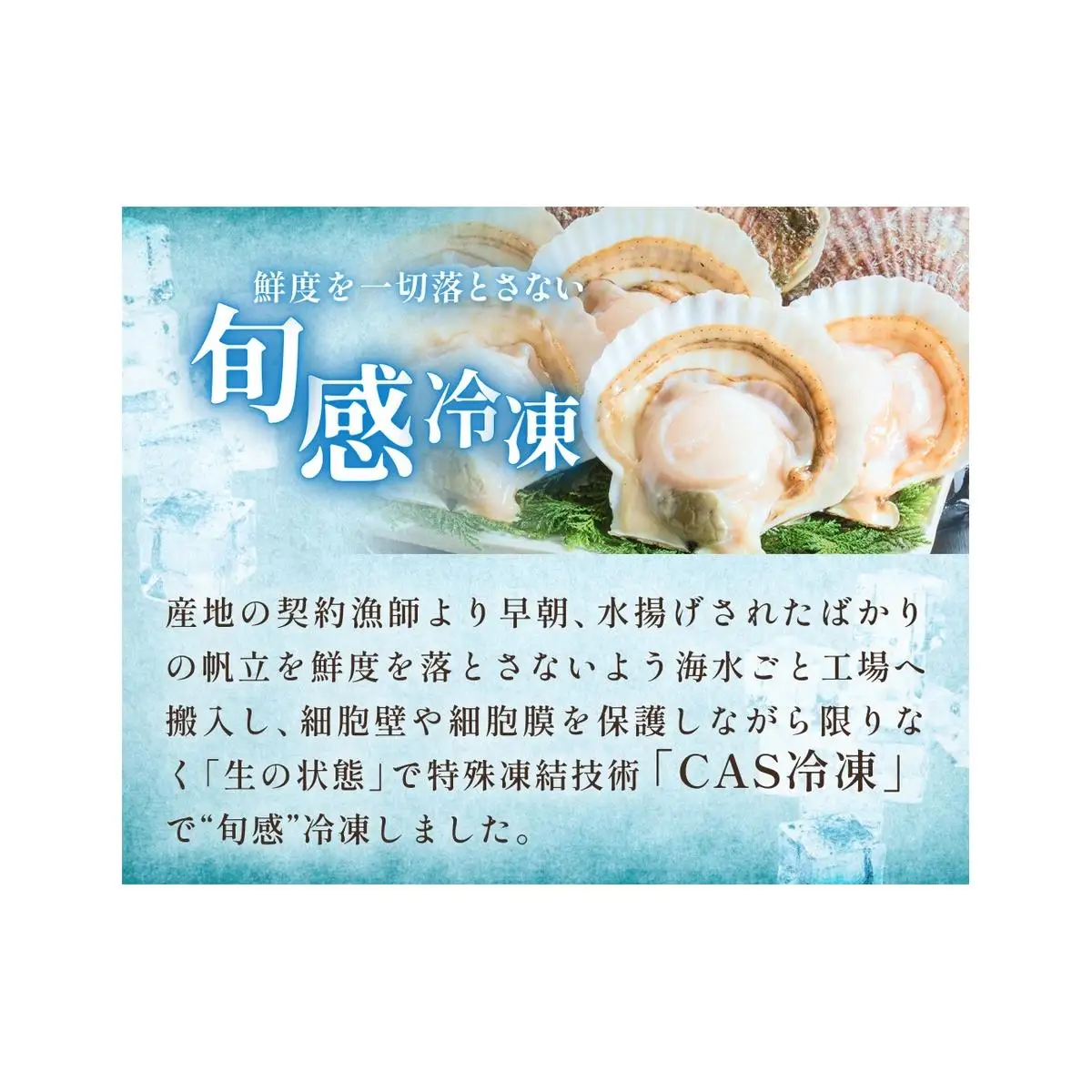 【冷凍・生食用】 殻付き帆立 10枚 帆立 ホタテ ほたて 殻付き 生食 生食用 肉厚