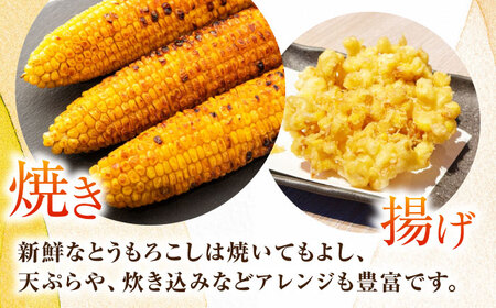 【先行予約】【数量限定100セット】よこすか潮風コーン 10本~12本 計約5kg 【井上農園】とうもろこし トウモロコシ[AKDJ002]