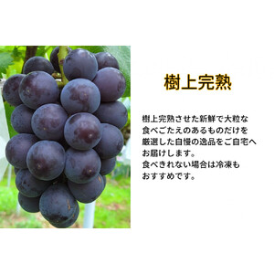 厳選 藤稔 1.0kg以上 2房 朝採れ ぶどう 葡萄  Kawahara Green Farm　岡山県産　2026年