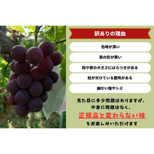 家庭用 藤稔　1.0kg以上 2房 朝採れ ぶどう 葡萄  Kawahara Green Farm　岡山県産　2026年