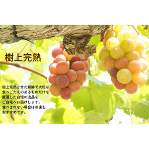 厳選　悟紅玉 旧ゴルビー 1.0kg以上 2房 朝採れ ぶどう 葡萄 Kawahara Green Farm　岡山県産　2026年