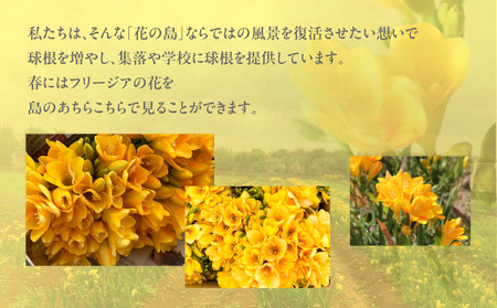 【 先行受付 】 フリージア 球根 （ 黄色 ） 500g C076-001-01 花 植物