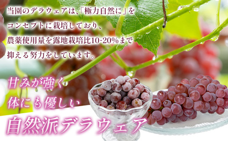 【鳥海 CHOKAI】蔵王ナチュールデラウェア 山形のデラウエア TAKUMI ORCHARD 99% ご家庭 M以上房サイズ混合 約3kg 山形 山形県 山形市 フルーツ 果物 くだもの 送料無料 ぶどう 葡萄 ブドウ デラウェア 減農薬【令和8年産先行予約】FS25-115