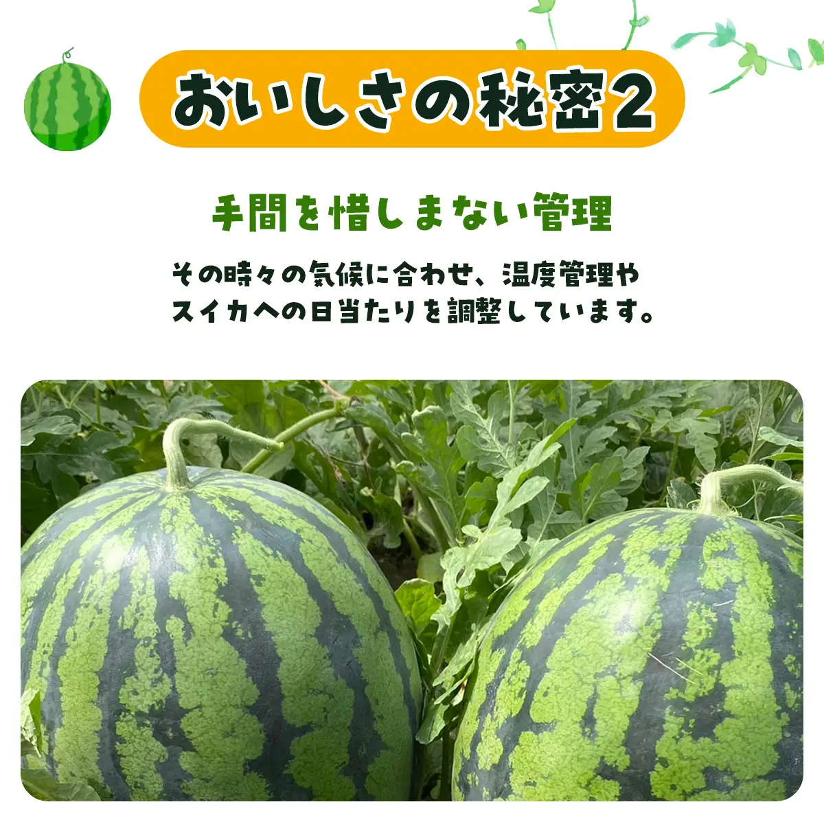 【先行予約】金色羅皇　SMAF004