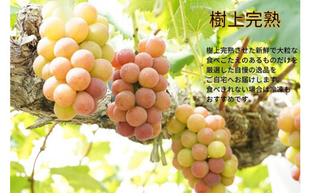ぶどう 岡山県産 厳選ぶどう悟紅玉1kg以上2房  【kgftmt006-02】