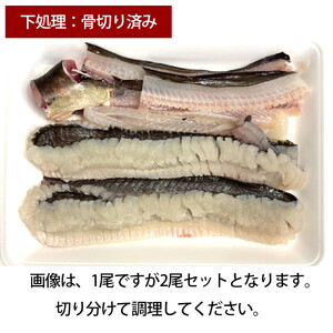 【先行予約】活き締め鱧（はも）セット（五人前～六人前）辛子酢味噌・ポン酢付き 湯引き 鱧しゃぶ