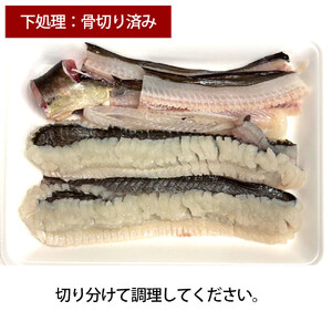 【先行予約】活き締め鱧（はも）セット（二人前～三人前）辛子酢味噌・ポン酢付き 湯引き 鱧しゃぶ