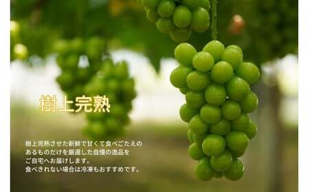 【2026年先行予約】岡山県産 【訳あり】 シャインマスカット 1.1kg以上（2房） 産地直送 朝採れ / ぶどう 葡萄 フルーツ 先行予約 真庭市【kgftmt014-02】