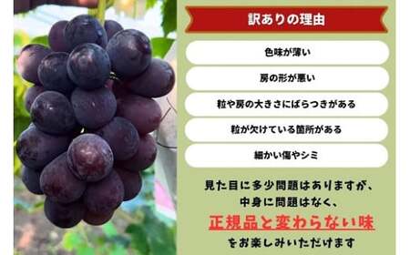 【訳あり】 ピオーネ 岡山県産ぶどう 訳ありピオーネ1.0kg以上（2房） 【kgftmt017-02】