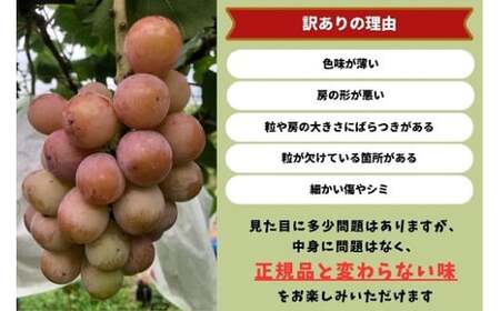 【訳あり】 ぶどう 岡山県産 訳ありぶどうクイーンニーナ1.1kg以上（2～3房） 【kgftmt018-02】