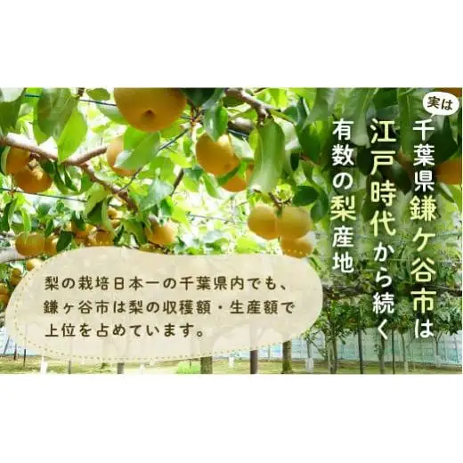 ※先行予約※【かおり5kg】かまがや育ちの完熟梨（観光組合）