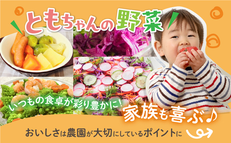 《先行予約》彩り野菜セット 7種 野菜セット