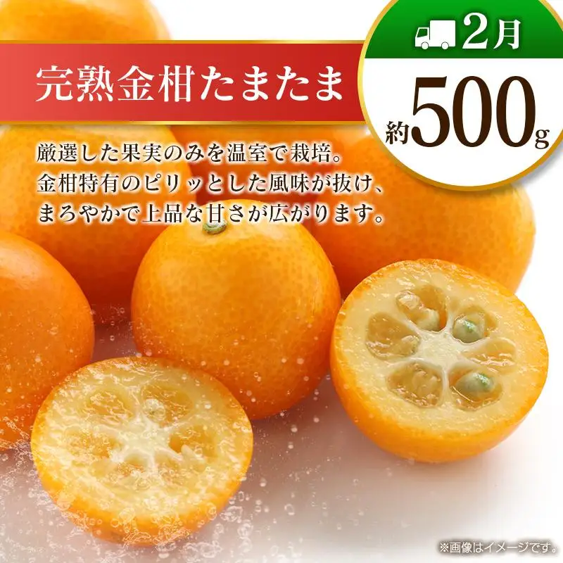 【偶数月 6回定期便】旬 人気 フルーツ 南国宮崎産 マンゴー 金柑たまたま シャインマスカット みかん 梨 日向夏 柑橘 きんかん ぶどう 果物 詰め合わせ 宮崎県 九州＜C-2コース M320＞