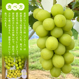 シャインマスカット(約1kg、2～3房)　