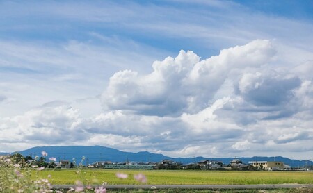 辛子明太子 ゆず切子 250g×3個 明太子 めんたいこ ゆずめんたい 切子