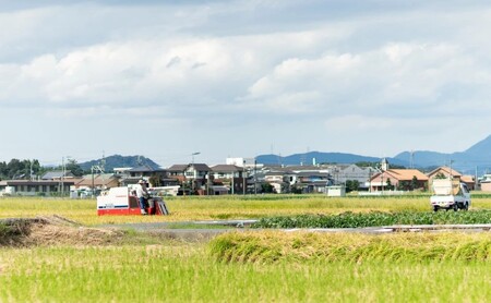定期便 3回 【ポスト投函】 八女茶 深蒸し茶 煎茶 100g お茶 茶 福岡県 3ヶ月