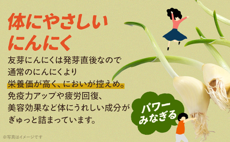 友芽にんにく 予約受付 生 50本 にんにく ガーリック ニンニク 国産 スプラウト 発芽 おつまみ 料理 栄養豊富 丸ごと 臭い におい ニオイ 福岡県 福岡 九州 グルメ お取り寄せ メール便（ポスト投函） 【11月～3月発送予定】