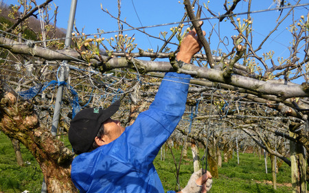 （訳あり）中野農園 梨 ”新興梨” 3kg箱｜鳥取 岩美 梨 なし ナシ 赤梨 果物 フルーツ※お届けは2026年11月以降【41049】
