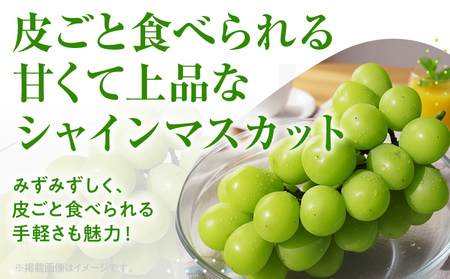 期間限定 シャインマスカット マスカット フルーツ ぶどう 葡萄 ブドウ 果物 くだもの 甘い 濃厚 ジューシー 産地直送 デザート おやつ 福岡県 福岡 九州 グルメ お取り寄せ 【9月上旬頃から順次発送】