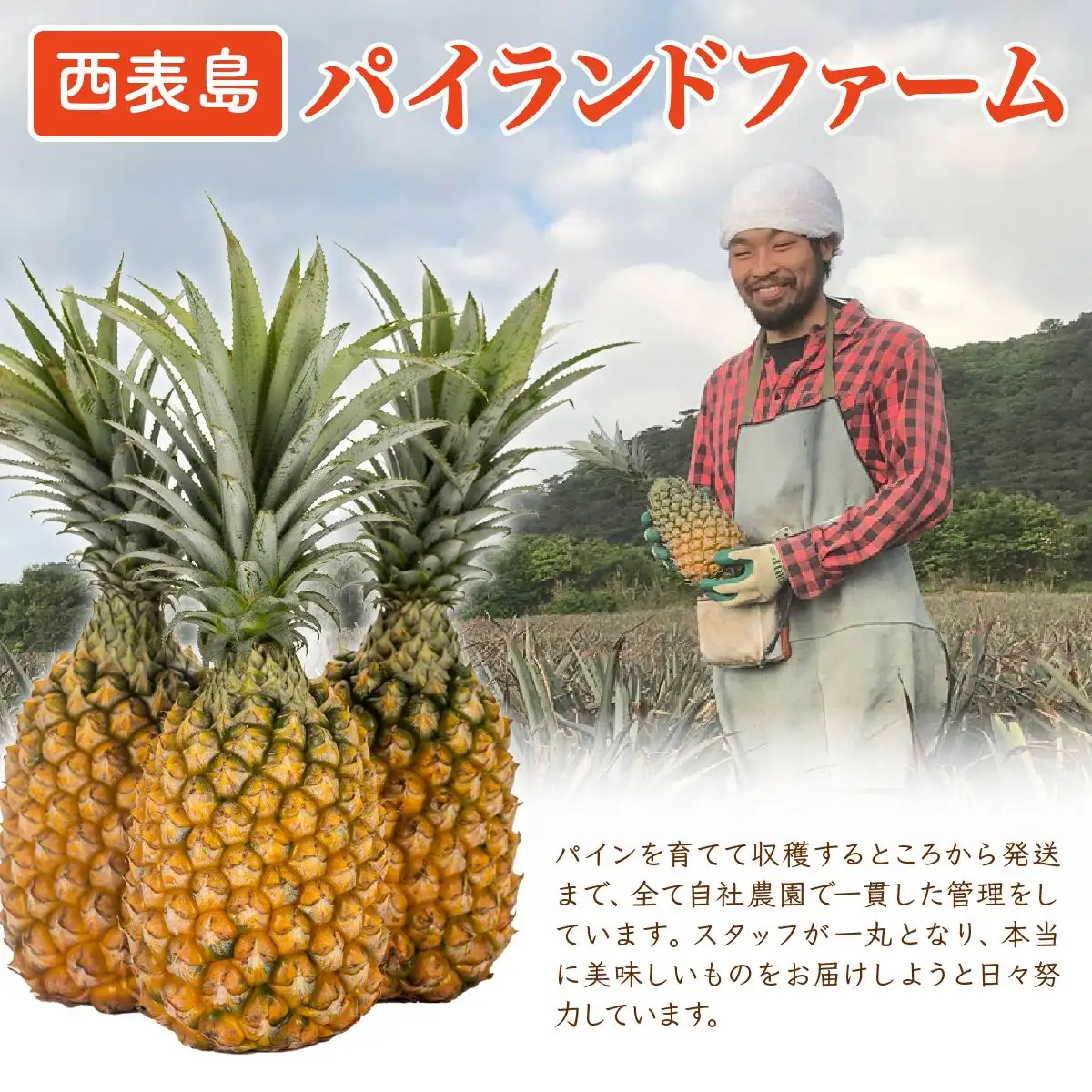 ＜訳あり！＞ピーチパイン4kgセット