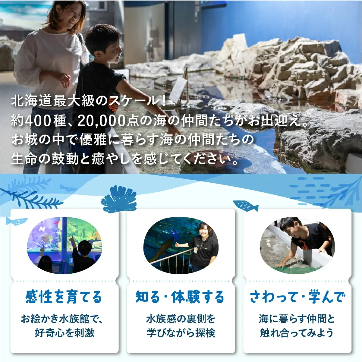 登別マリンパークニクス 入場券年間パスポート 子ども 1名 【 チケット 北海道 観光 旅行 体験 パーク 入場券 入園券 割引 北海道 水族館 動物園 イルカ アシカ ペンギン パレード】mr-0895