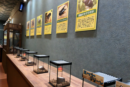 東京ドイツ村 入園チケット 1枚＋世界の昆虫爬虫類王国 1日入場引換券 3名様分 [0603]