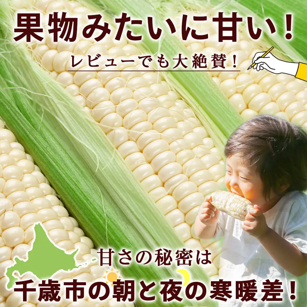 2026年夏発送 白いとうもろこし ピュアホワイト L～2L 13本