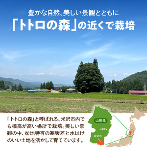 【先行予約】 令和8年産 とうもろこし 12本 ～ 14本 ×1箱 サニーショコラ ライラ 2026年7月中旬～8月中旬頃お届け予定