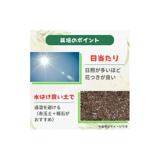 メラレウカ　タイムハニーマータル ／ メラレウカ タイムハニーマータル 植物 観葉植物 ハーブ 鉢植え