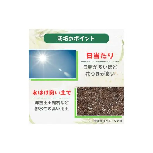 グレビレア　フォレストランブラー ／ グレビレア フォレストランブラー 植物 観葉植物 鉢植え