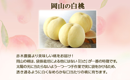 桃 2026年 先行予約 ご家庭用 岡山の白桃 約1.3kg 4～6玉 白桃 もも モモ フルーツ 果物 岡山県産 国産 赤木農園