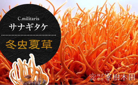 3回定期冬虫夏草 峯王60粒カプセル国産冬虫夏草GAP認証[AYBM026]