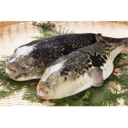 天然とらふぐちり鍋セット(600～700g)千葉県大原産【配送不可地域：離島】【1679652】