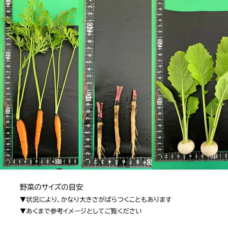 長野県佐久市産『ミニ野菜(根菜類)100本セット』（北海道・沖縄・離島は配送不可） 高原野菜 産地直送 新鮮 旬彩 減農薬 減化学肥料 信州 おまかせ【 長野県 佐久市 】