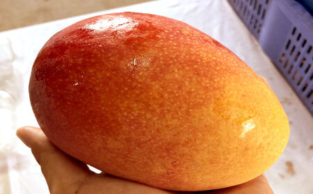 【2026年発送】仲間農園のお楽しみ（家庭用）完熟マンゴー約1kg（2～4玉） アーウィン 果物 甘い 夏 濃厚 ギフト Mango ランキング 完熟 お気に入り 収穫 人気 甘味 フルーツ 沖縄県 先行予約 食品 デザート 産地直送 送料無料