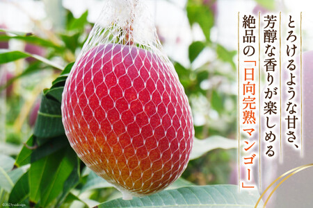 【2026年夏発送】 訳あり 宮崎 完熟 マンゴー 約 1kg [宮崎県農業協同組合日向地区本部（販売課） 宮崎県 日向市 452060659]